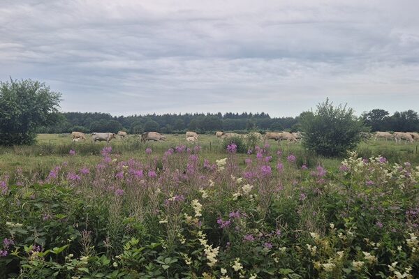 Wandeling over Trage Tocht Peest bij de Peestermaden