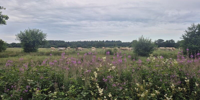 Wandeling over Trage Tocht Peest bij de Peestermaden
