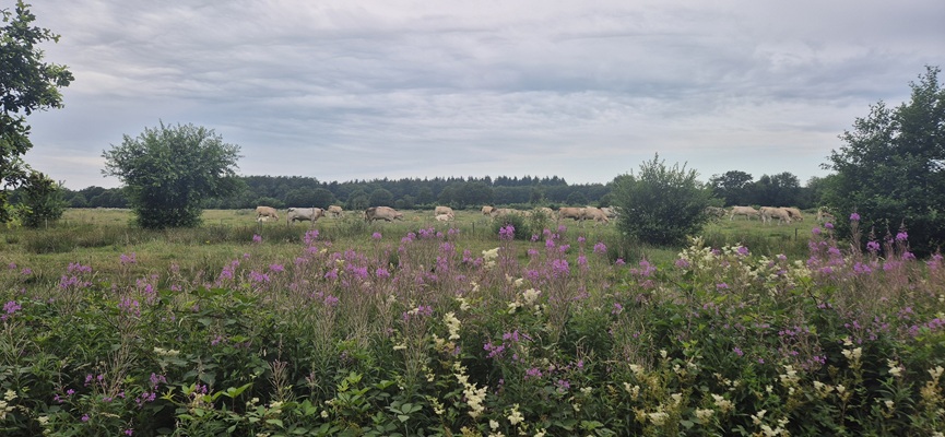 trage-tocht-peest-6 Wandeling over Trage Tocht Peest bij de Peestermaden
