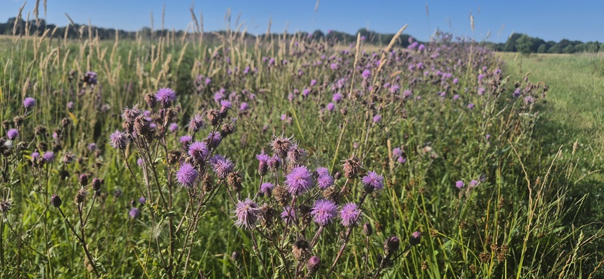 Wandeling over Trage Tocht Veenhuizen in het beekdal van de Stokkert