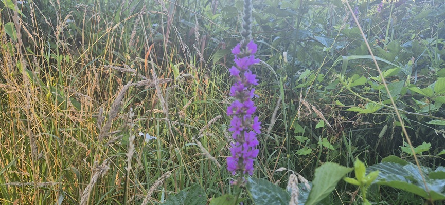 Wandeling over Trage Tocht Veenhuizen in het beekdal van de Stokkert