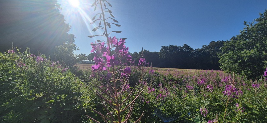 Wandeling over Trage Tocht Veenhuizen in het beekdal van de Stokkert