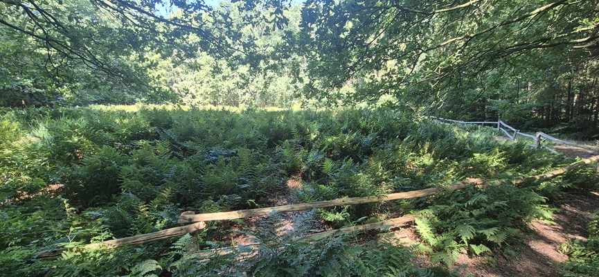 Wandeling over Trage Tocht Veenhuizen bij het Spaansche Kerkhof
