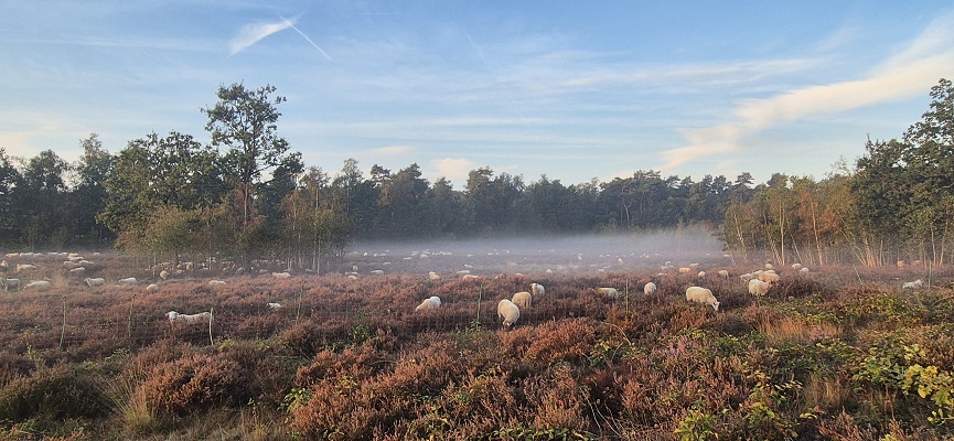 Wandeling over Knopenrondje Hatertse en Overasseltse Vennen