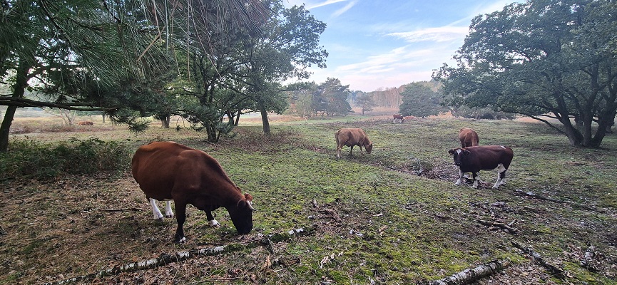 Wandeling over Knopenrondje Hatertse en Overasseltse Vennen