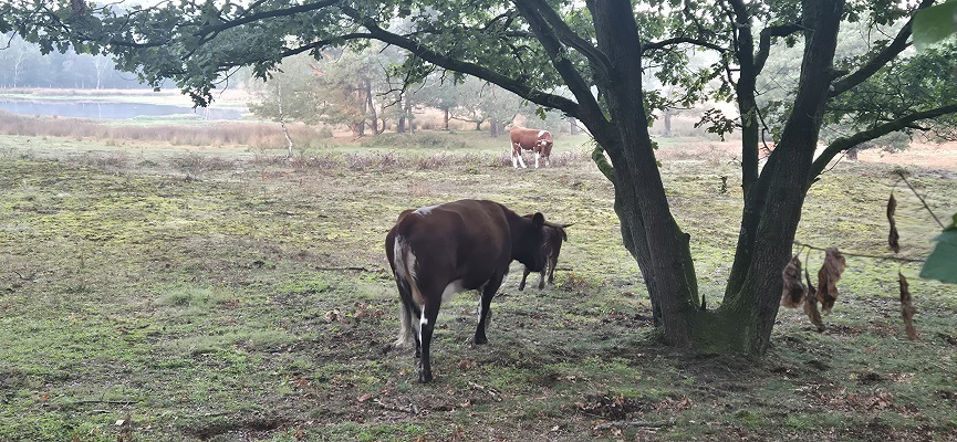 Wandeling over Knopenrondje Hatertse en Overasseltse Vennen