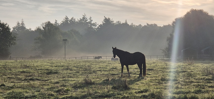 Wandeling over Knopenrondje Hatertse en Overasseltse Vennen