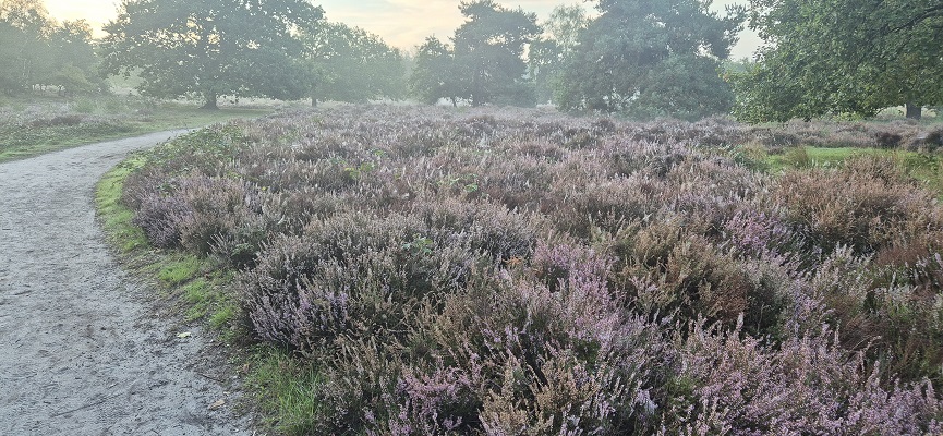 Wandeling over Knopenrondje Hatertse en Overasseltse Vennen