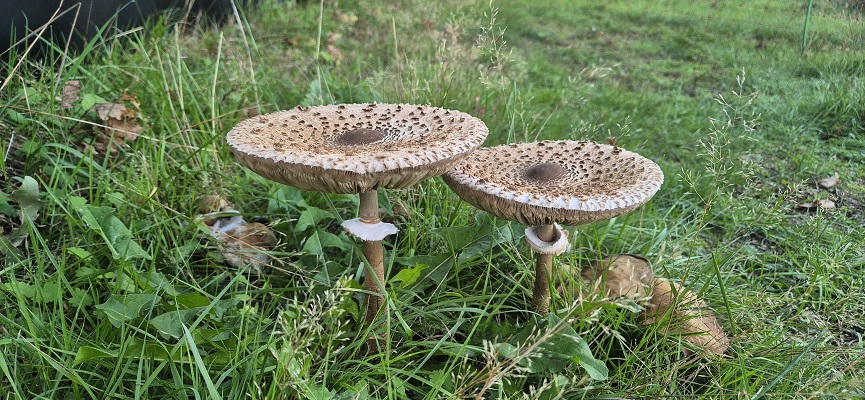 Wandeling over Knopenrondje Hatertse en Overasseltse Vennen