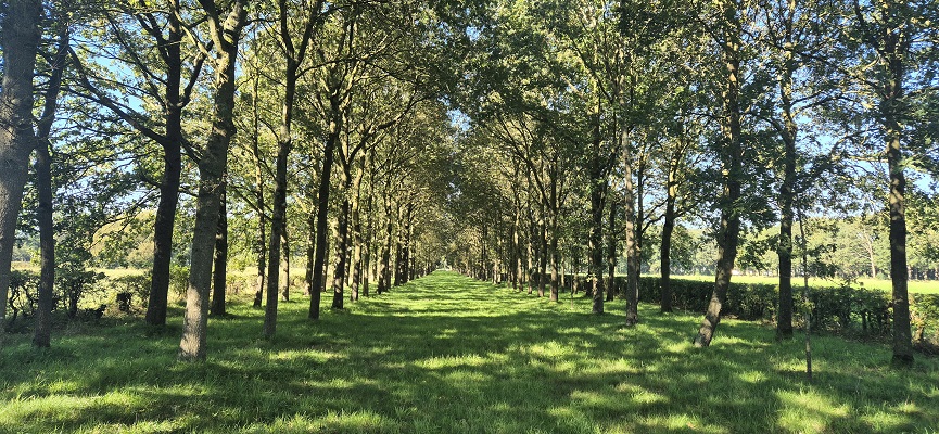 Wandeling over Knopenrondje Landgoed den Berg in Dalfsen