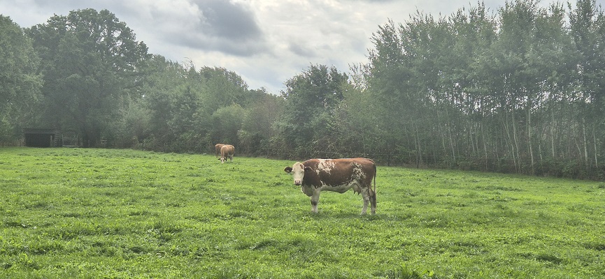 Wandeling over Trage Tocht Aalten