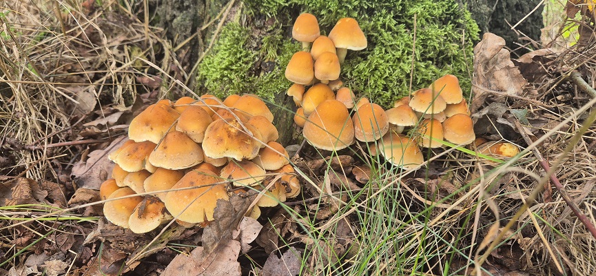 Wandeling over Trage Tocht Aalten