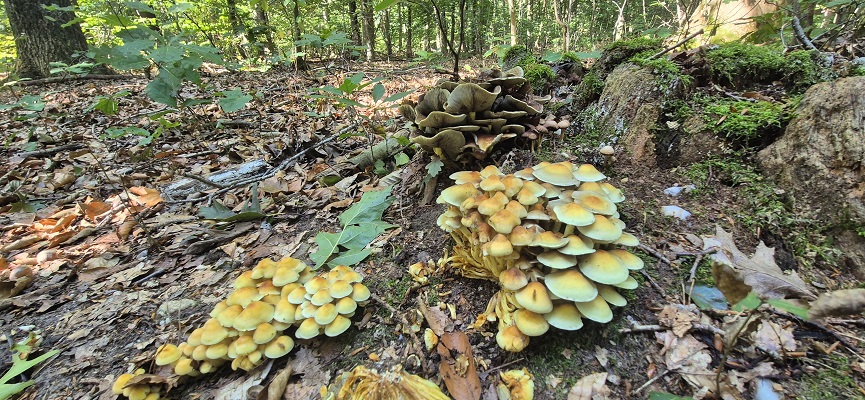 Wandeling over Trage Tocht Bennekom in de Dorschkamp