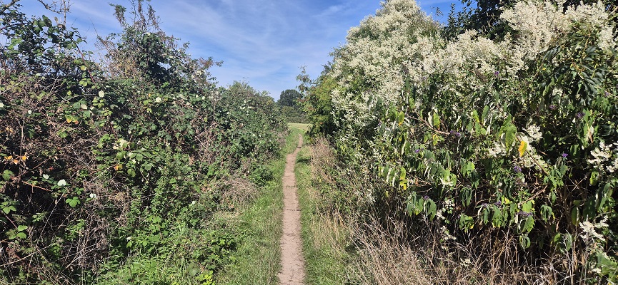 Wandeling over Trage Tocht Bennekom bij de Wageningse Eng