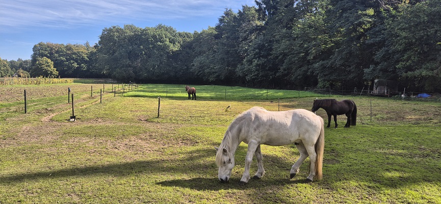Wandeling over Trage Tocht Bennekom bij de Wageningse Eng