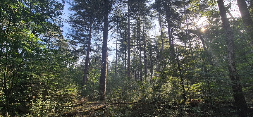 Wandeling over Trage Tocht Bennekom in het Bennekomse Bos