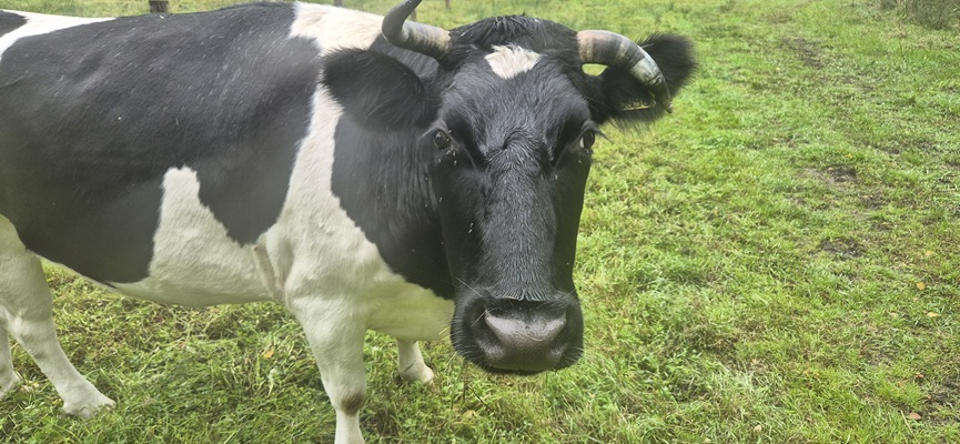 Wandeling over Trage Tocht Boetele