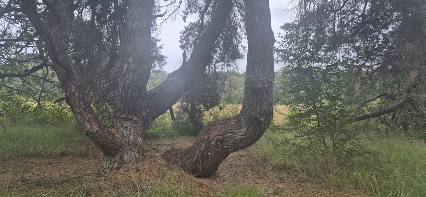 Wandeling over Trage Tocht Boetele