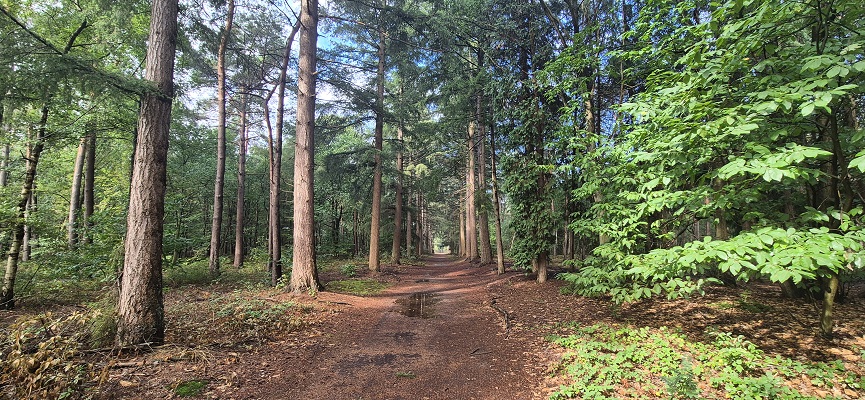 Wandeling over Trage Tocht bij het beekdal in het Mastbos