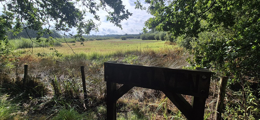 Wandeling over Trage Tocht bij het beekdal in het Mastbos