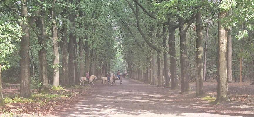 Wandeling over Trage Tocht bij het beekdal in het Mastbos