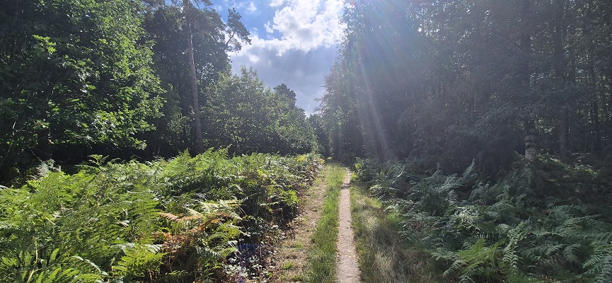 Wandeling over Trage Tocht bij Trippelenberg
