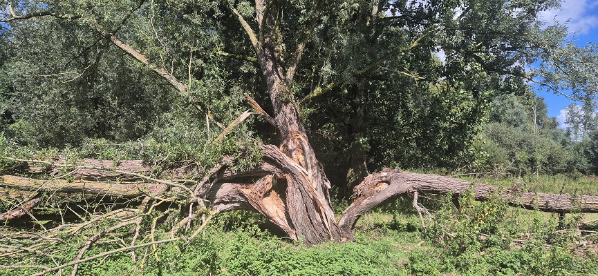 Wandeling over Trage Tocht bij Trippelenberg