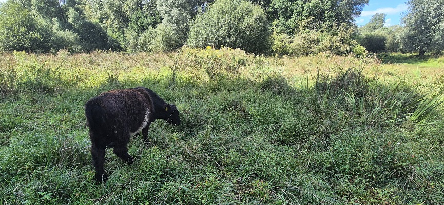 Wandeling over Trage Tocht bij de Aa of Weerijs