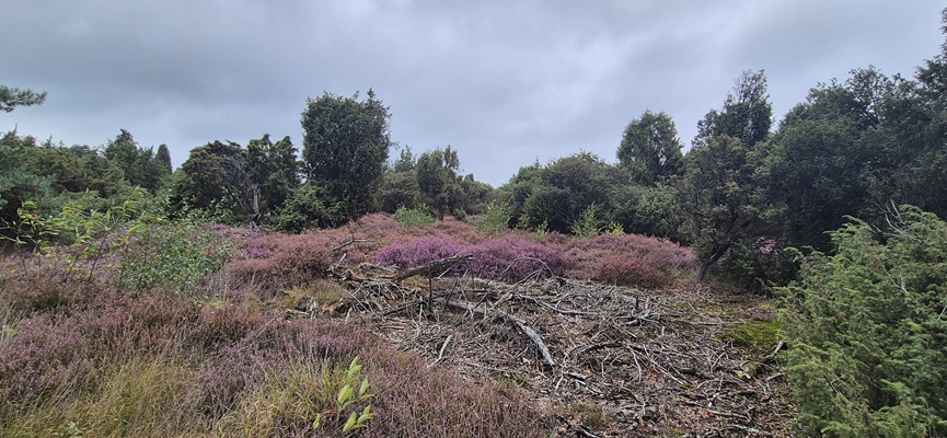 Wandeling over Trage Tocht De Borkeld bij de jeneverbessen
