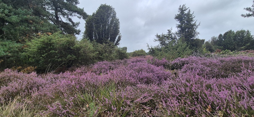 Wandeling over Trage Tocht De Borkeld bij de jeneverbessen