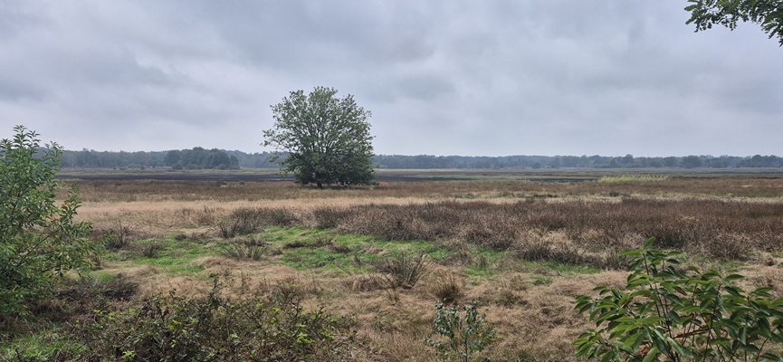 Wandeling over Trage Tocht De Borkeld bij het Esenerveen