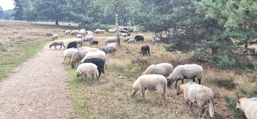 Wandeling over Trage Tocht De Borkeld bij de schaapskudde