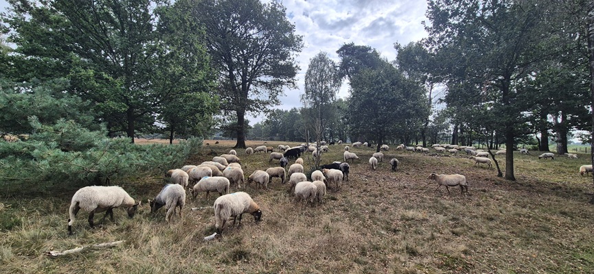 Wandeling over Trage Tocht De Borkeld bij de schaapskudde