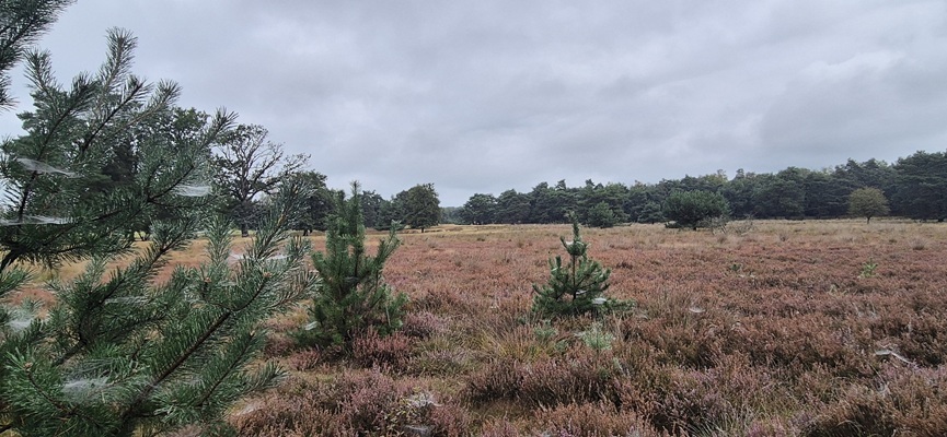 trage-tocht-de-borkeld-5 Wandeling over Trage Tocht De Borkeld