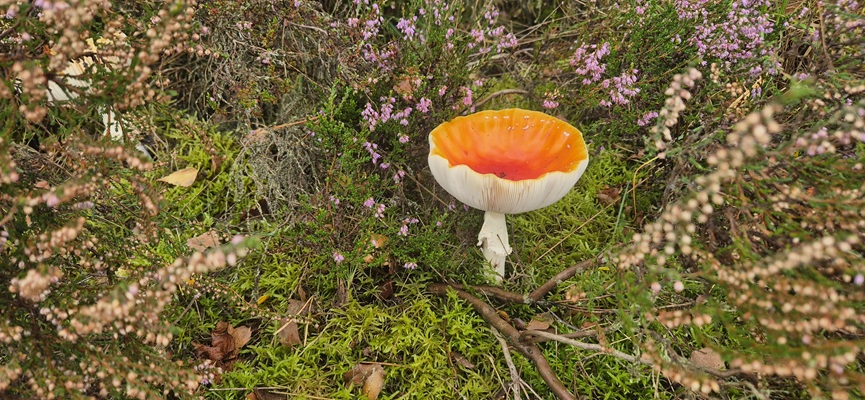 Wandeling over Trage Tocht De Borkeld