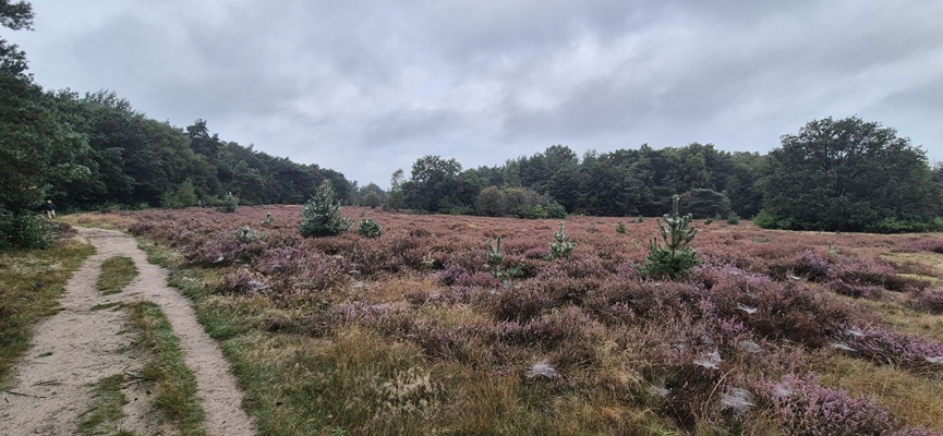 trage-tocht-de-borkeld-7 Wandeling over Trage Tocht De Borkeld