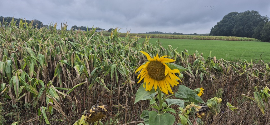 Wandeling over Trage Tocht Holten