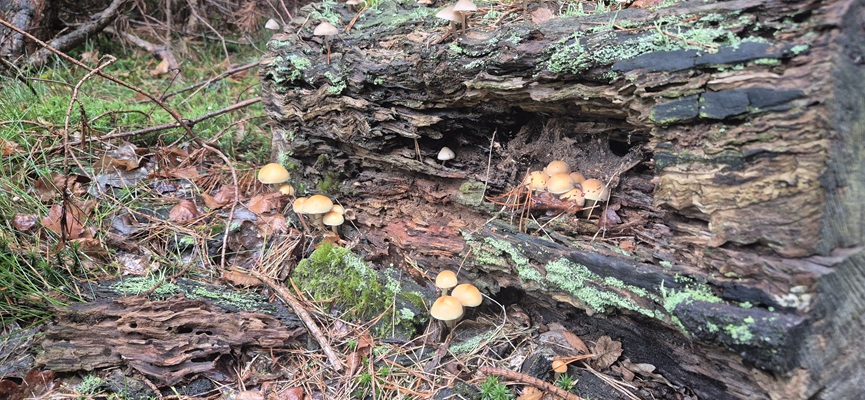 Wandeling over Trage Tocht Holten