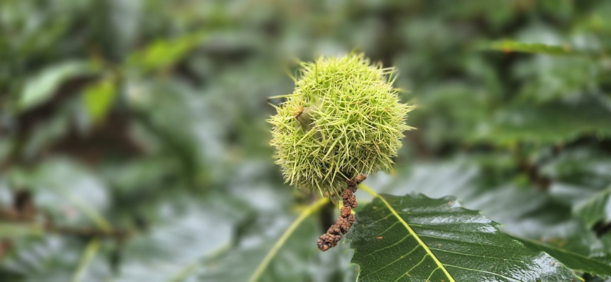 Wandeling over Trage Tocht Holten