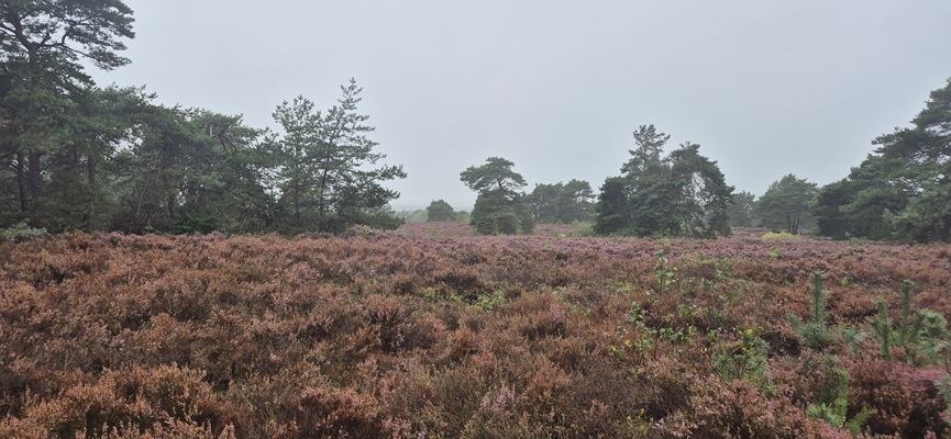 Wandeling over Trage Tocht Holten
