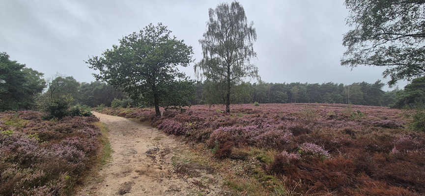 trage-tocht-holten-9 Wandeling over Trage Tocht Holten