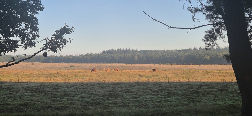 Wandeling over Trage Tocht Imbos bij de Zilvense Heide