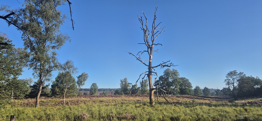 Wandeling over Trage Tocht Imbos bij de Zilvense Heide