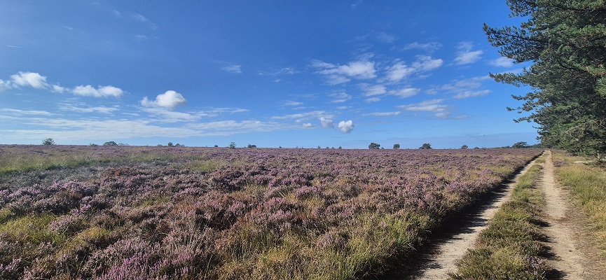 Wandeling over Trage Tocht Imbos bij het Rozendaalse Veld