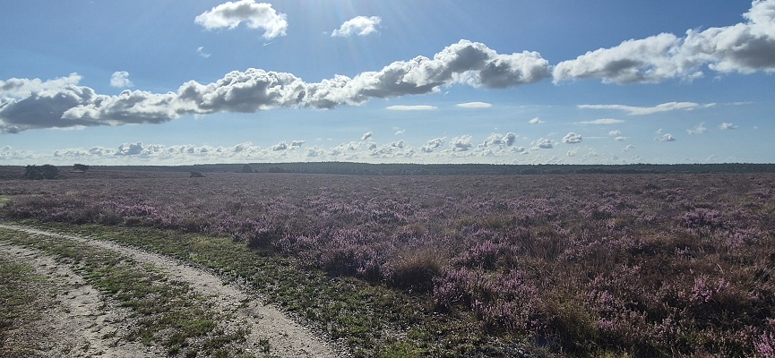 trage-tocht-imbos-29 Wandeling over Trage Tocht Imbos bij de Terletse Heide