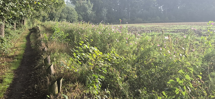 Wandeling over Trage Tocht Laren (GLD)