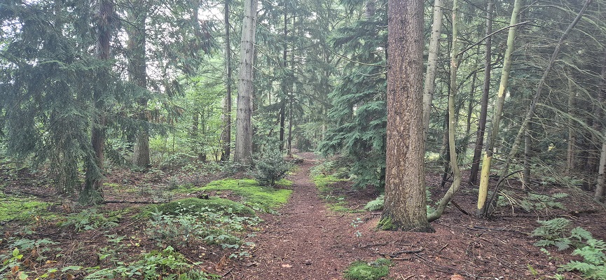 Wandeling over Trage Tocht Laren (GLD)