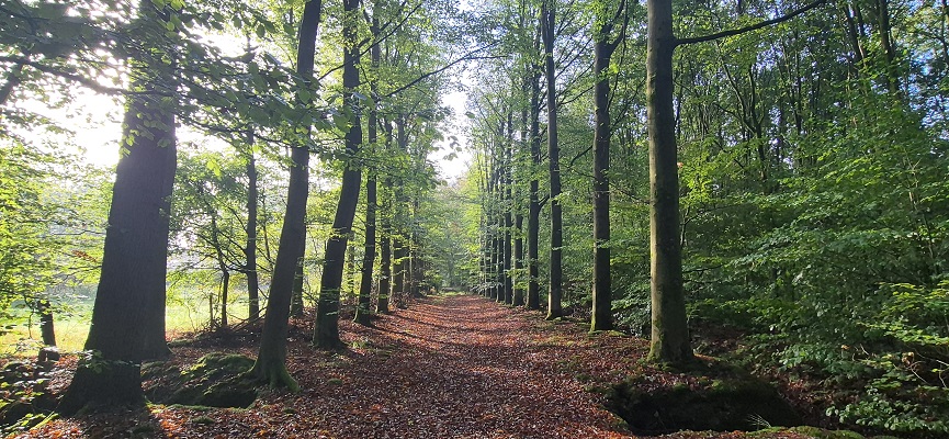 Wandeling over Trage Tocht Laren (GLD)