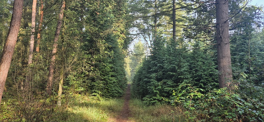 Wandeling over Trage Tocht Laren (GLD)