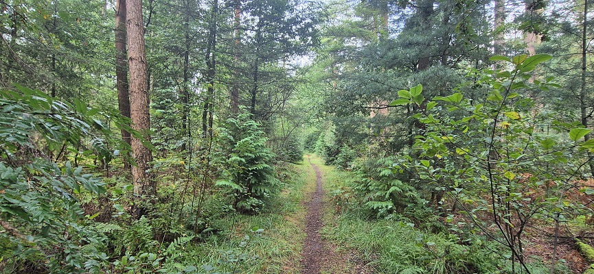 Wandeling over Trage Tocht Laren (GLD)